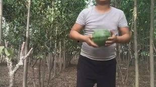 阿giao吃瓜视频,揭秘娱乐圈幕后真相