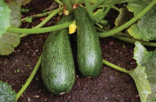 秋天了吃瓜,秋季吃瓜指南