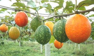 孕妇吃吊瓜的禁忌,了解禁忌与注意事项