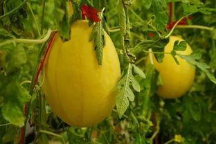 有什么好用的吃瓜群,盘点那些好用的吃瓜群，畅享娱乐资讯新体验