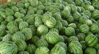 英国纽卡吃瓜,英国北部的“吃瓜”热点，揭秘当地独特文化风情