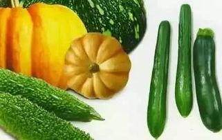 纯粹是吃瓜吃海葡萄,揭秘海葡萄的独特魅力