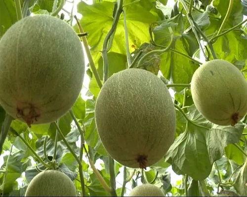 农民吃瓜图片大全,农民吃瓜图片大全，尽享丰收喜悦