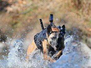 军犬吃瓜,揭秘军犬生活中的趣味瞬间