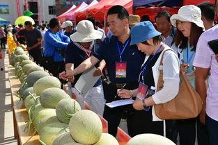 民勤吃瓜大赛,一场别开生面的吃瓜大赛盛况纪实