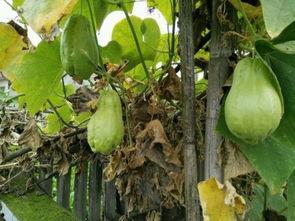 吃瓜耳朵痒痒,揭秘娱乐圈那些不为人知的秘密